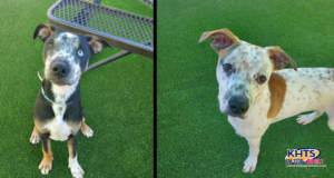 04/04/25 Dogs castaic animal care center