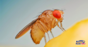 fruit fly 042125