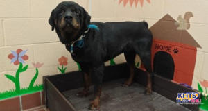 snogo castaic shelter adopt 041125