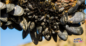 051225 mussles