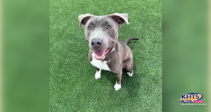 Need A Dependable Dog? This One Has You Rosco-vered