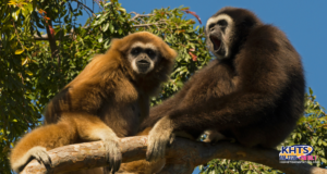072225 Gibbon Conservation Center