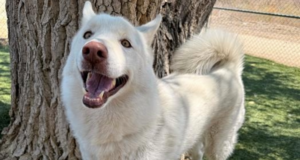 blanco castaic animal adoption 082925