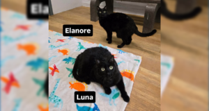 luna and elanore adopt castaic shelter 080125