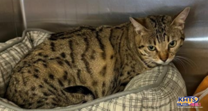 shanti castaic shelter 801525