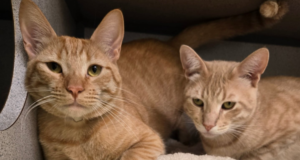 tiger and garfield 082225
