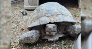 pistachio tortoise castaic animal care center 091925