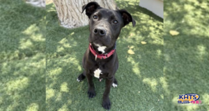 seco adopt pet castaic 090525
