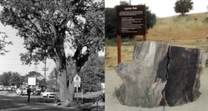Lyons oak history 102974 102925