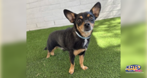 10/09/25 Dog adoption - Buddy