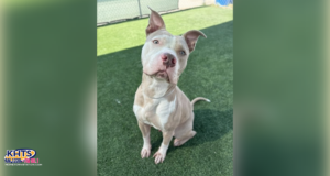 10/31/25 "Kirby” t The Castaic Animal Shelter. Courtesy image.