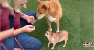 111425 senior dog
