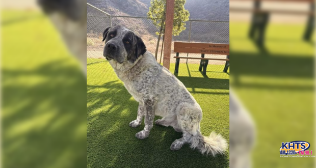 11/07/25 Adopt a dog -Badger