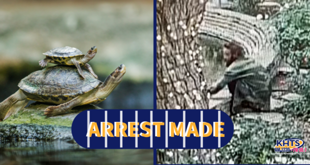 111325 Turtle arrest