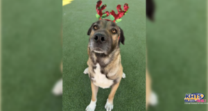 122425 Dog Adoption | Castaic Animal Care Center