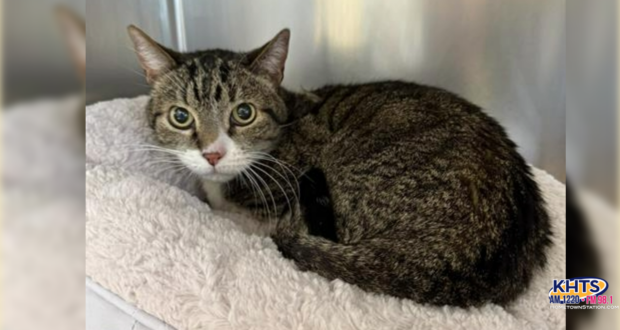 120525 Kuzco the cat Castaic Care Center