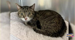 120525 Kuzco the cat Castaic Care Center