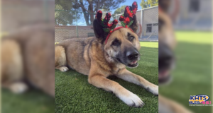 121925 Castaic Animal Care Center - Kai