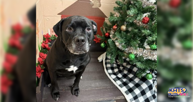 phoebe castaic adopt 121225