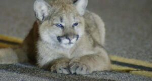 Mountain Lion Cub