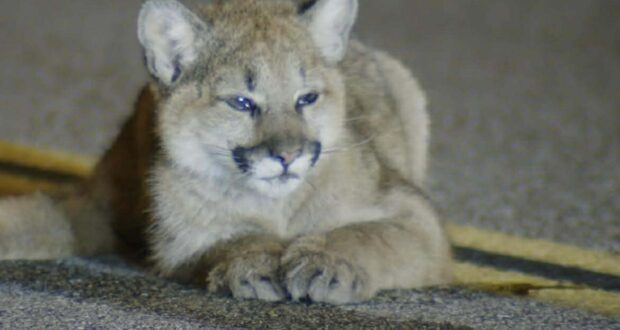 Mountain Lion Cub