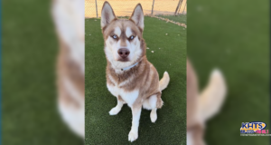 brownie castaic pet 012326
