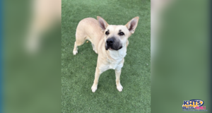 carol castaic animal care center 013026