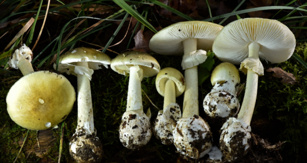 cdph death cap mushroom 011626