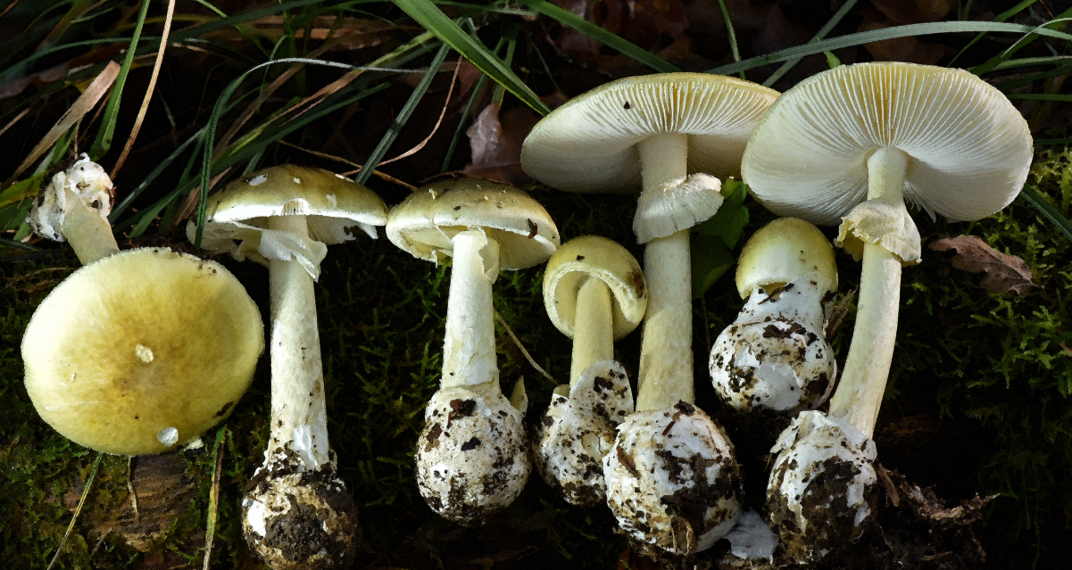 hometownstation.com - KHTS News Release - Death Cap Mushrooms Linked To Three Deaths, Three Liver Transplants And 35 Hospitalizations