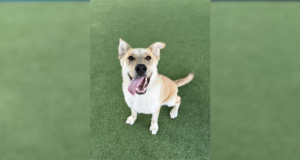 crypto pet adoption castaic shelter 011626-1