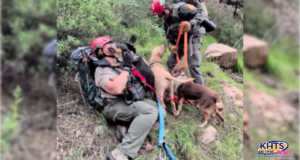 dog rescue