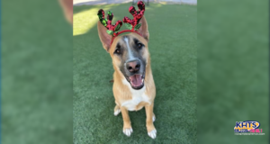 palmer castaic adopt 010926