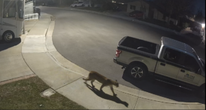 020326 Mountain Lion in Castaic