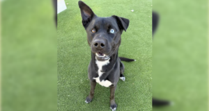 022726 Maxwell - Castaic Animal Care Center