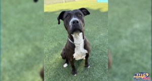 bijou castaic animal care center pet adopt 020626