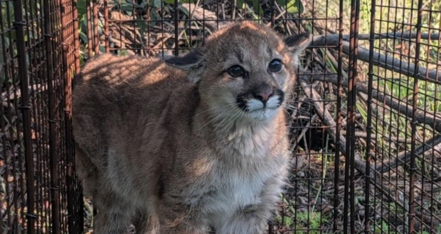 castaic mountain lion cub cdfw 020426