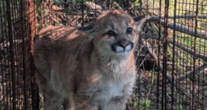 castaic mountain lion cub cdfw 020426