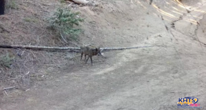 grey wolf