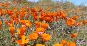 030226 poppies poppy