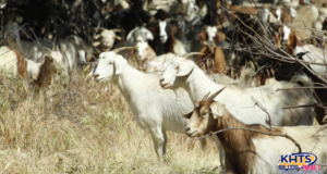 032626 goats