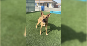 Castaic Animal Care Center