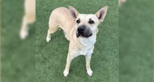 030526 Castaic Animal Care Center