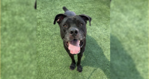 leia adopt castaic 032726