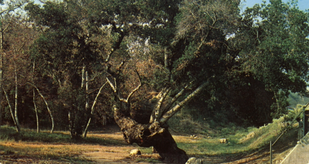 Today In SCV History: May 26, 1956 – The Day Placerita Canyon Was Officially Preserved