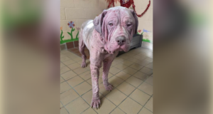 piglet castaic animal shelter adopt a pet 031326
