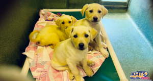 puppies