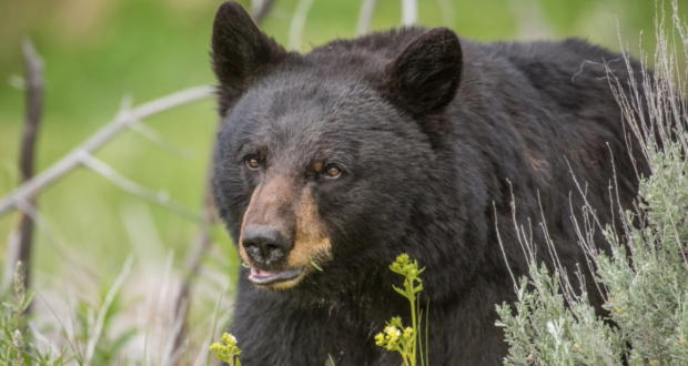 black bear cal dept of fish and wildlife 051526
