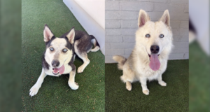 Santa Clarita Valley Animal Shelter