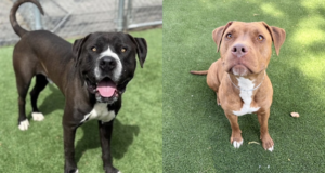 pet adoption 52226