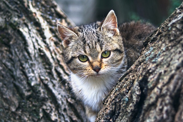 hometownstation.com - Carl Goldman - Fetch Pet Insurance Reviews: Is It Worth It For Dogs And Cats?